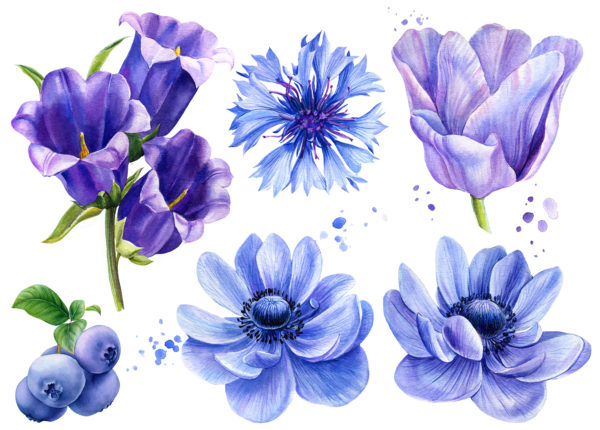 Tulips and bluebells